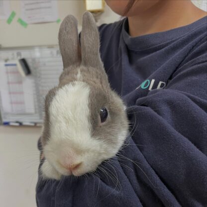 トレーナーに抱っこされるゆきみ🐰🤍日中は部屋の中にいることが多いですが、お天気がいい日はお散歩しているとこに出逢えるかも❕