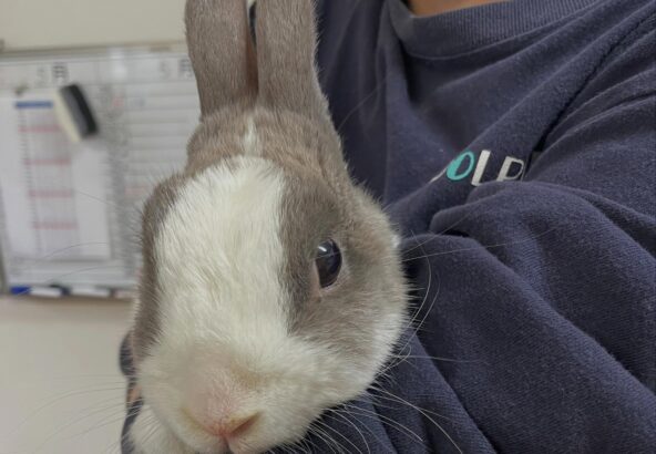 トレーナーに抱っこされるゆきみ🐰🤍日中は部屋の中にいることが多いですが、お天気がいい日はお散歩しているとこに出逢えるかも❕
