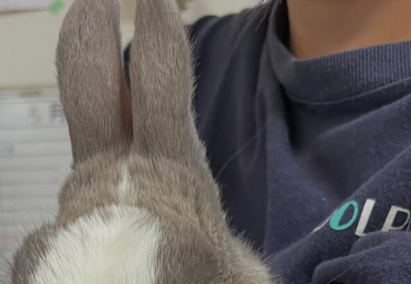 トレーナーに抱っこされるゆきみ🐰🤍日中は部屋の中にいることが多いですが、お天気がいい日はお散歩しているとこに出逢えるかも❕