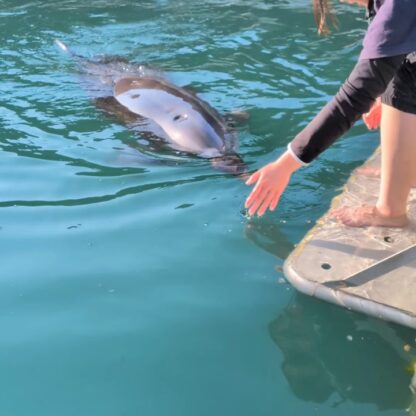 パルくんが気持ちよさそうに撫でられてました🐬