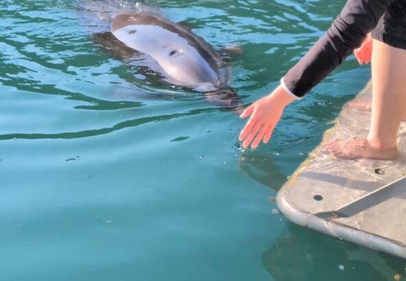 パルくんが気持ちよさそうに撫でられてました🐬