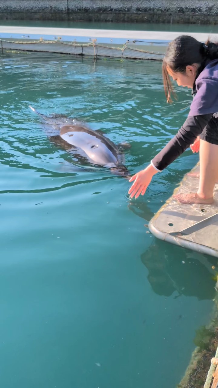 パルくんが気持ちよさそうに撫でられてました🐬
