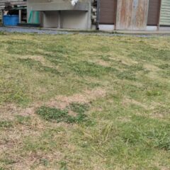 名前を呼んだら来てくれるポムくん🐾朝お出迎えをしてくれました！