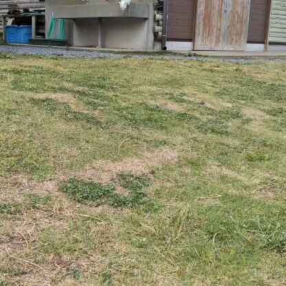 名前を呼んだら来てくれるポムくん🐾朝お出迎えをしてくれました！