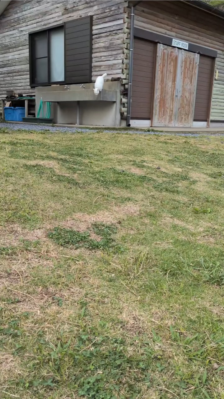 名前を呼んだら来てくれるポムくん🐾朝お出迎えをしてくれました！