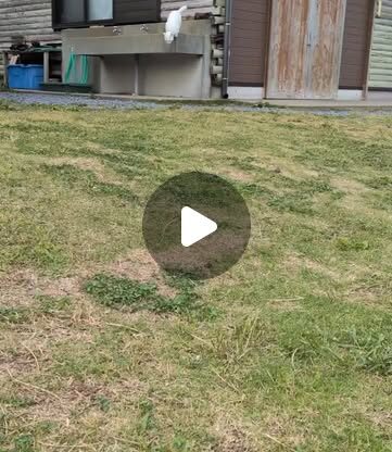 名前を呼んだら来てくれるポムくん🐾朝お出迎えをしてくれました！
