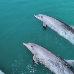 ビビちゃんとティダちゃんの２頭でバイバイ👋