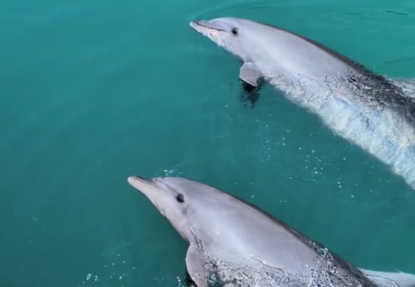 ビビちゃんとティダちゃんの２頭でバイバイ👋