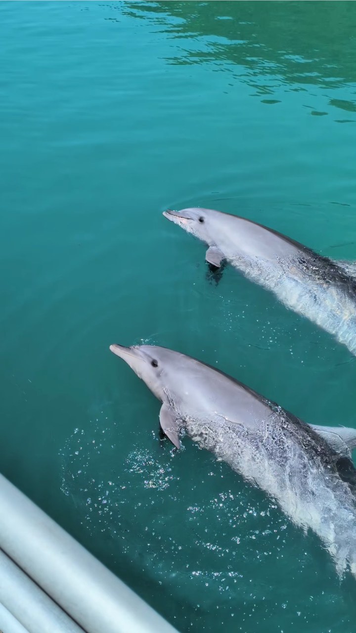 ビビちゃんとティダちゃんの２頭でバイバイ👋