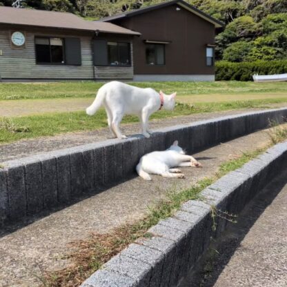 じゃれあうポムシロ🐾