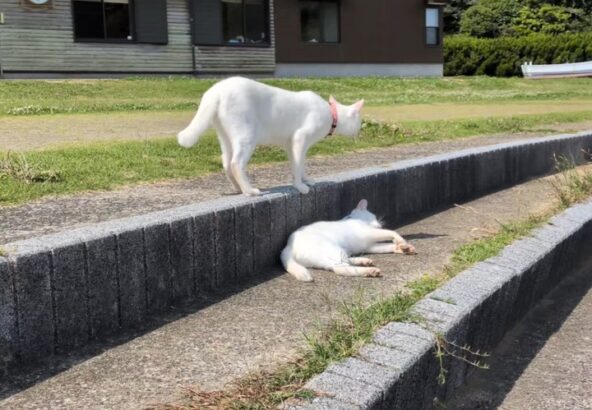 じゃれあうポムシロ🐾