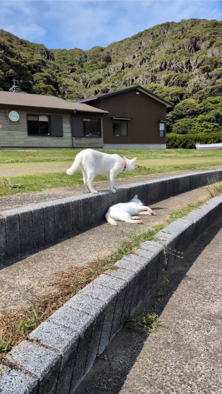 じゃれあうポムシロ🐾