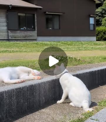 じゃれあうポムシロ🐾