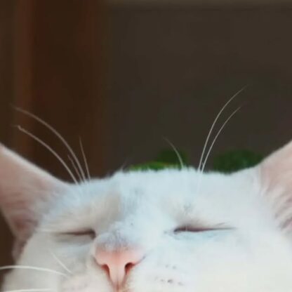 大あくびのポコさん💭