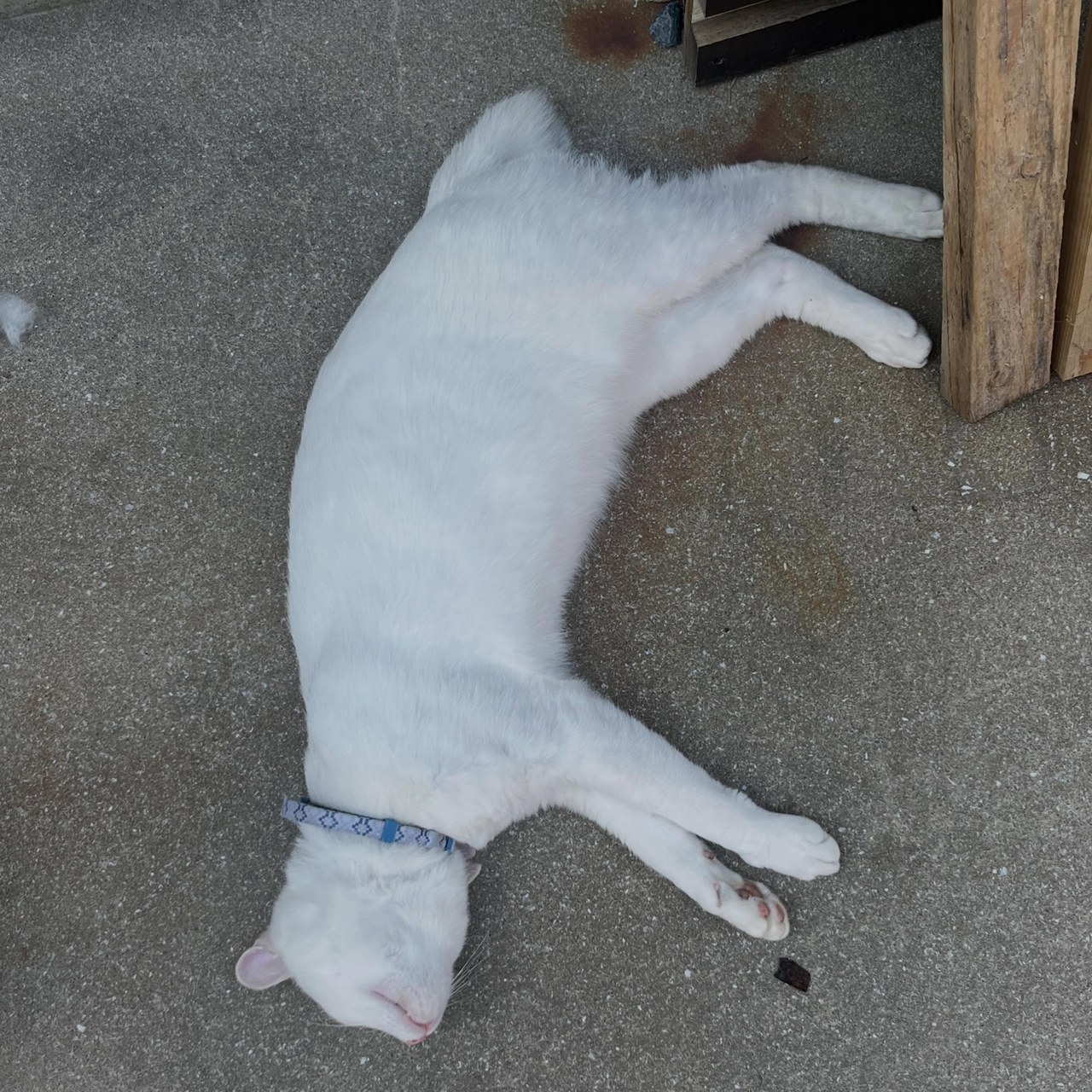 最近のポコ🐈日向ぼっこはほとんど同じ寝方です😂青い首輪と短い尻尾が目印です💙