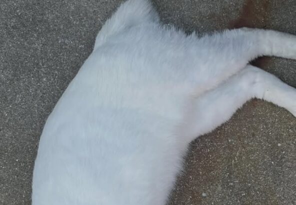 最近のポコ🐈日向ぼっこはほとんど同じ寝方です😂青い首輪と短い尻尾が目印です💙