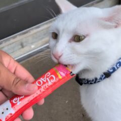 シロ推しのための動画です🤍