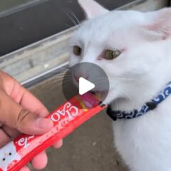 シロ推しのための動画です🤍