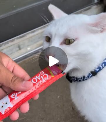 シロ推しのための動画です🤍