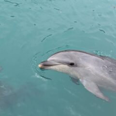トレーニング終わりにトレーナーについてくる２頭🐬