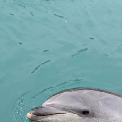 トレーニング終わりにトレーナーについてくる２頭🐬
