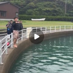 今日は休園させていただきまして、お客様が安心してイルカパークをご利用頂けるよう、スタッフ全員で救命救急、レスキュー訓練を行いました。
