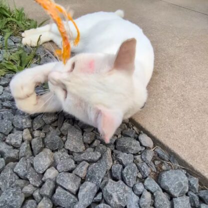 ロープで遊ぶシロさん🤍