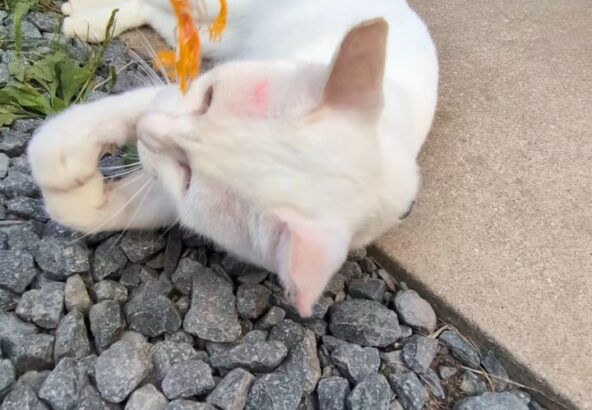 ロープで遊ぶシロさん🤍