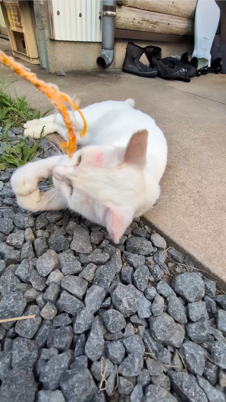 ロープで遊ぶシロさん🤍