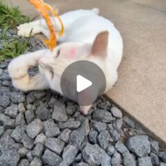 ロープで遊ぶシロさん🤍