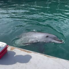 ビビちゃんのバイバイ👋器用に胸びれを振ってくれます🫧