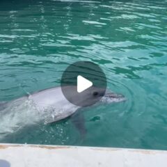 ビビちゃんのバイバイ👋器用に胸びれを振ってくれます🫧