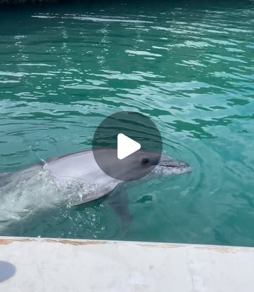 ビビちゃんのバイバイ👋器用に胸びれを振ってくれます🫧