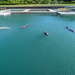 朝のイルカ達〜🐬トレーニング前に4頭揃って待っていました✨