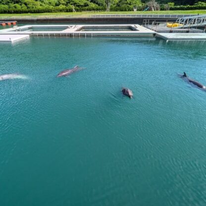 朝のイルカ達〜🐬トレーニング前に4頭揃って待っていました✨