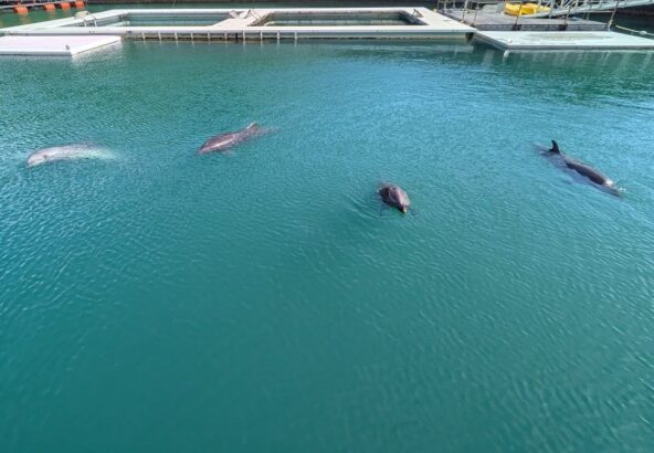 朝のイルカ達〜🐬トレーニング前に4頭揃って待っていました✨