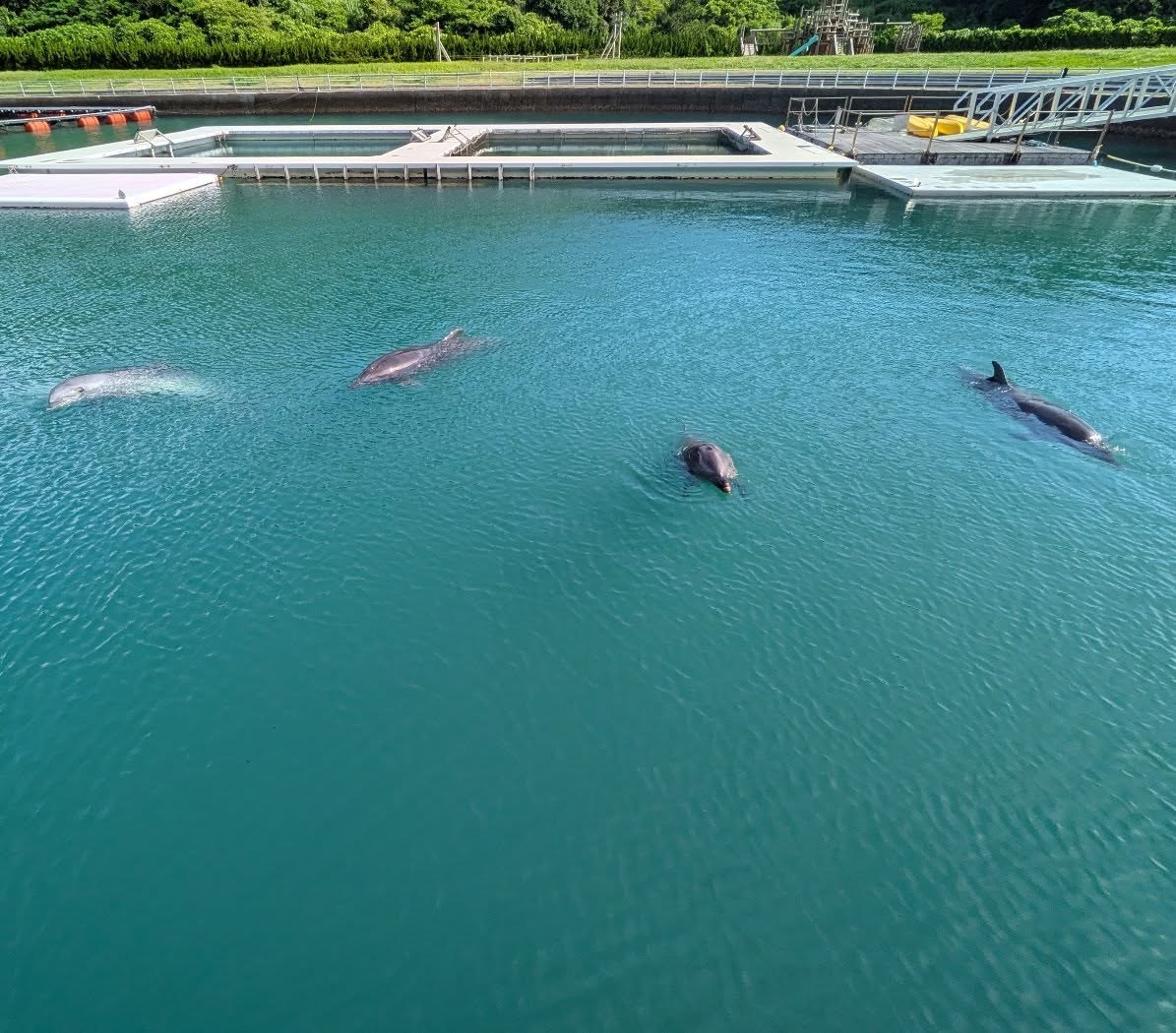朝のイルカ達〜🐬トレーニング前に4頭揃って待っていました✨