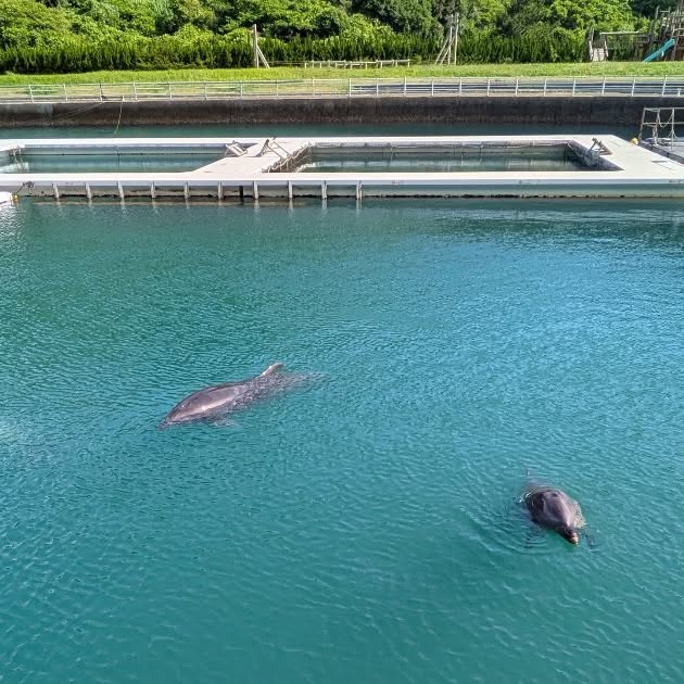 朝のイルカ達〜🐬トレーニング前に4頭揃って待っていました✨