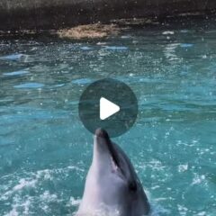 とっても勢いがいいビビちゃん❤️これは「水吹き」という種目です💧