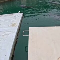 絶対に近づいてこないあずき🫘
