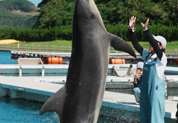 パルくんのかっこいいバンザイ💙パルくんの大きさが伝わりますかー？