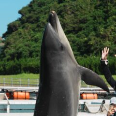 パルくんのかっこいいバンザイ💙パルくんの大きさが伝わりますかー？