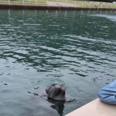 ビビちゃんもまねっこが上手です！