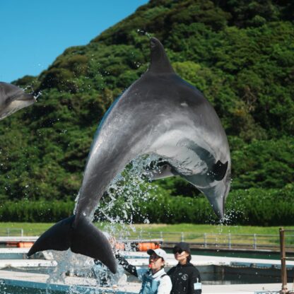 かっこいいビビちゃんの写真をお届け🐬✨