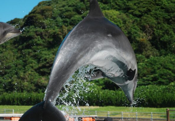 かっこいいビビちゃんの写真をお届け🐬✨