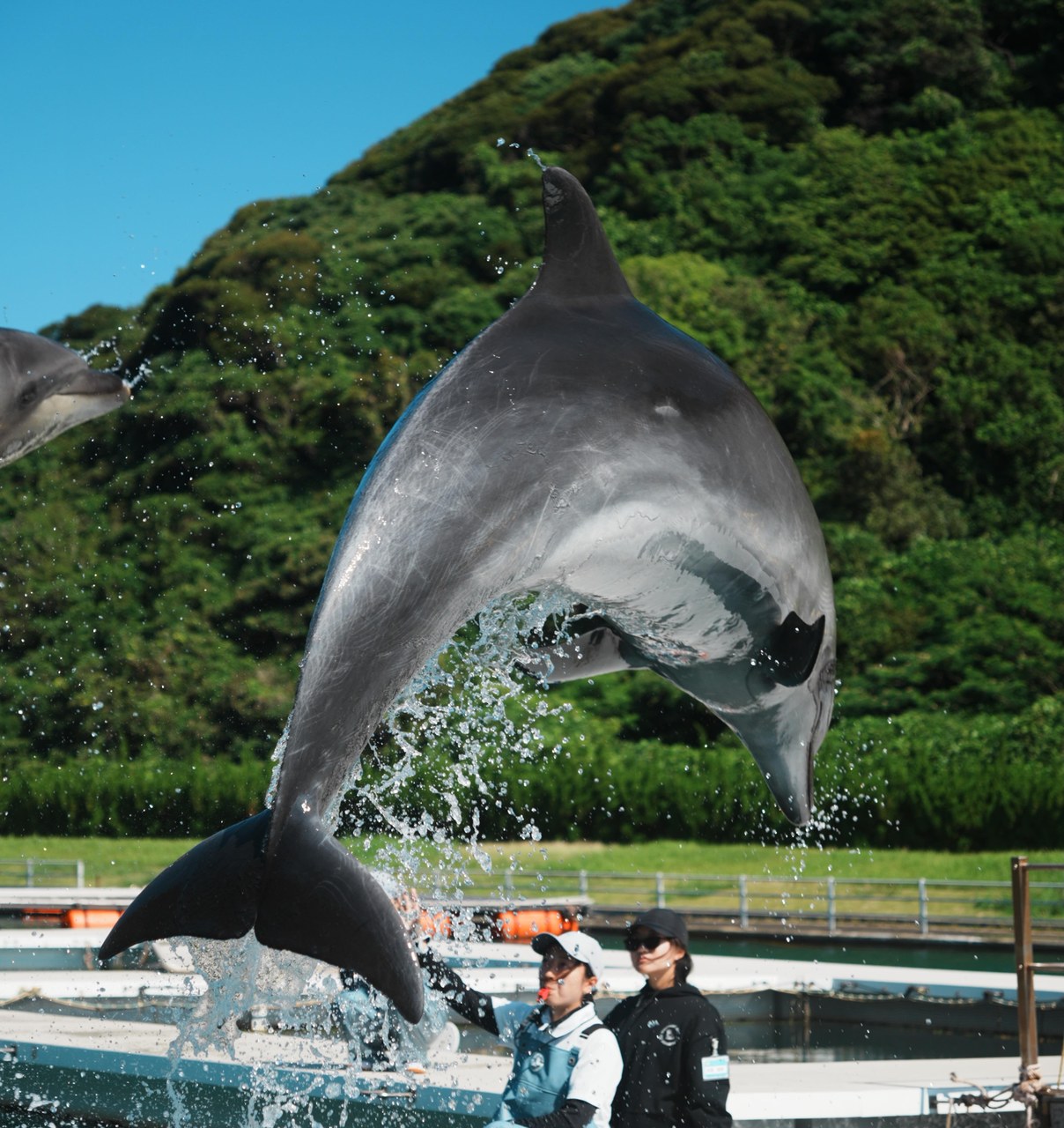 かっこいいビビちゃんの写真をお届け🐬✨