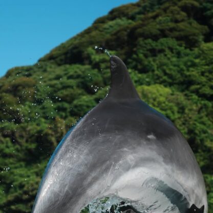 かっこいいビビちゃんの写真をお届け🐬✨