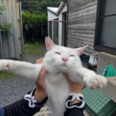 トレーナーに抱っこされて、されるがままのポム🐈人懐っこくて、可愛いですね🩷✨
