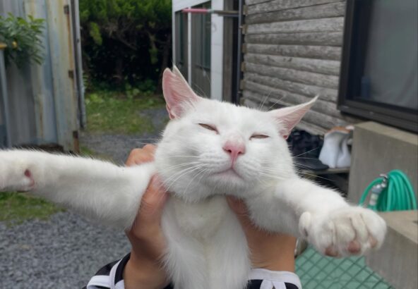 トレーナーに抱っこされて、されるがままのポム🐈人懐っこくて、可愛いですね🩷✨