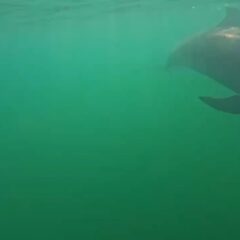 海で潜ってるとイルカ達が近くまで遊びに来てくれました！ティダちゃんとビビちゃんが一緒に泳いでくれているのですが何かおしゃべりしてますね👄